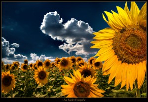 Sonnenblume, Sonnenblumenfeld bei Nechern